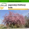 SAFLAX - Japonský třešňový květ - Prunus serrulata - 30 Náhled obrázku produktu 10