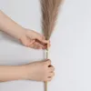 WISFOR 110cm Pampasgras Natürliches Getrocknetes Getrocknet Produktbild-Vorschau 5