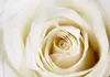 Vlies Fototapete 400x280 cm Tapeten Wandtapete XXL Rose Produktbild-Vorschau 2