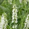 6 x Sauge de Frise orientale  - Salvia nemorosa « Voir les images du produit 2