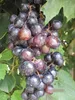 Vitis vinifera Tempranillo - Weintraube Tempranillo Produktbild-Vorschau 3