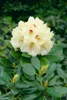 Rhododendron yakushimanum 'Flava', gelb, 40–50 cm Produktbild-Vorschau 7