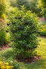 Apfelbeere Nero 50–60 cm – Aronia prunifolia, schwarze Produktbild-Vorschau 1