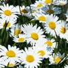 Margerite weiß Samen - Chrysanthemum maximum - Produktbild-Vorschau 3