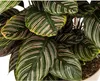 Calathea Ornata Sanderiana - Košík marante - Pokojová Náhled obrázku produktu 2