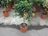 Citrus × clementina 80-100 cm Clementine - Klementine - Podgląd zdjęcia produktu 2
