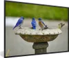 MuchoWow® MuchoWow® Gerahmtes Poster Vogel - Vogeltränke - Produktbild-Vorschau 1