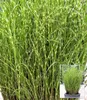 BALDUR Garten 5x Chinaschilf Zebragras, Pflanzen im 9x9 Produktbild-Vorschau 1