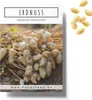 Erdnuss Samen (Arachis hypogeae) - Nährstoffreiches Erdnuss Produktbild-Vorschau 1