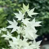 Close-up of a Japanese Maple tree branch with variegated leaves. Podgląd zdjęcia produktu