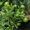 Limonka - 3 szt - Citrus aurantifolia - Wysokość 25-40cm - Podgląd zdjęcia produktu 4
