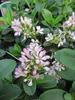 Escallonia laevis Pink Elle - Andenstrauch Pink Elle - Produktbild-Vorschau 1