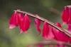 Euonymus alatus, Flügel-Spindelstrauch, 40–60 cm, leuchtend Produktbild-Vorschau 5