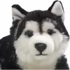 Close-up of a stuffed husky dog's face. Náhled obrázku produktu