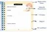 Mein erstes Jahr: Babyalbum mit Spiralbindung zum Eintragen Voir les images du produit 3