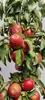 A close-up view of several red apples growing on a tree branch with green leaves. Náhľad obrázku produktu