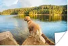 MuchoWow® Poster Ein Golden Retriever mit Blick auf einen Produktbild-Vorschau 1