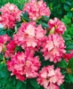 Rhododendron yakushimanum 'Sonatine', rosa Blüten, 25–30 cm Produktbild-Vorschau 4