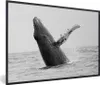 MuchoWow® MuchoWow® Gerahmtes Poster Buckelwal im Meer bei Produktbild-Vorschau 1
