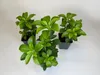150 Stück, Topf 9cm, Bodendecker Pachysandra terminalis Produktbild-Vorschau 1