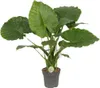 Elefantenohr Alocasia California Ø21cm ↕80cm Tropische Produktbild-Vorschau 1