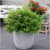 Plants by Frank | XL Bambus Pflanze Winterhart | Fargesia Produktbild-Vorschau 3