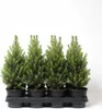 Picea glauca 'Conica', Zuckerhutfichte, kompakt, 20–30 cm Produktbild-Vorschau 1