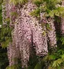 Blauregen ´HONBENII´ 70-80 cm, Cont. 2 l, Pflanze mit Produktbild-Vorschau 1