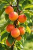 Aprikosenbaum ‘San Castrese’ 100–140 cm im Topf – Produktbild-Vorschau 2
