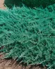 Juniperus horizontalis 'Blue Chip', Kriech-Wacholder, Produktbild-Vorschau 9