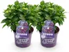 Ortensia Forever & Ever – Viola – 2 piante – Hydrangea Anteprima dell’immagine prodotto 2