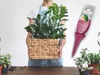 Zamioculcas Pflegedünger Starker Applikator 30 ml Produktbild-Vorschau 6