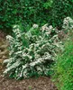 Spiraea nipponica 'Snowmound', Japanische Spiere, weiß, Produktbild-Vorschau 8