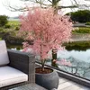 Acer Palmatum Taylor, ca. 50 cm hoch, Topf 19 cm, Produktbild-Vorschau 3