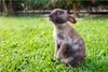 Wallario Poster - Kaninchen im Garten mit süßem Blick, Produktbild-Vorschau 1