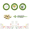Muskatkürbis Muscade de Provence Samen - Cucurbita moschata Produktbild-Vorschau 2