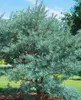Hippophae rhamnoides, Sanddorn, 60–100 cm Produktbild-Vorschau 10