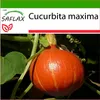 SAFLAX - Tekvica - Japonsko Hokkaido - Cucurbita maxima - Náhľad obrázku produktu 5