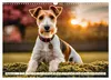 Drahthaar-Foxterrier (Wandkalender 2027 DIN A3 quer), Produktbild-Vorschau 13