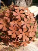 A close-up of a rusty metal flower sphere, likely a garden decoration, resting on a wooden surface. Anteprima dell’immagine prodotto