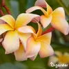 Frangipani Flüssigdünger 2x1L – 3-4-3 NPK - Produktbild-Vorschau 4