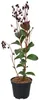 Lagerstroemia indica Rhapsody in Blue 40–60 cm – Violette Produktbild-Vorschau 4