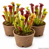 Pflanzensamen, Sarracenia-Trompetenblatt Produktbild-Vorschau 3