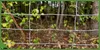 Wildzaun - Knotengeflecht -  verzinkt 200/22/30 L - 50 M - Produktbild-Vorschau 3