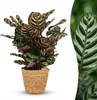 Calathea Makoyana Pfauen Korbmarante 70cm - Zimmerpflanze Produktbild-Vorschau 2