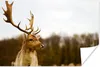 MuchoWow® Poster Damhirsch - Wald - Herde - Tiere - Natur Produktbild-Vorschau 1