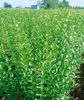 A field of young Ligustrum vulgare 'Atrovirens' plants. Produktbild-Vorschau
