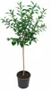 Yuzu Zitrone (Citrus junos) XXL, 130–160 cm. Japońska Podgląd zdjęcia produktu 4