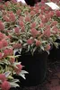 Skimmia japonica Magic Marlot ® -  Weißbunte Skimmie Magic Produktbild-Vorschau 4