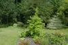 Liquidambar styraciflua, Amberbaum, 100–125 cm Produktbild-Vorschau 9